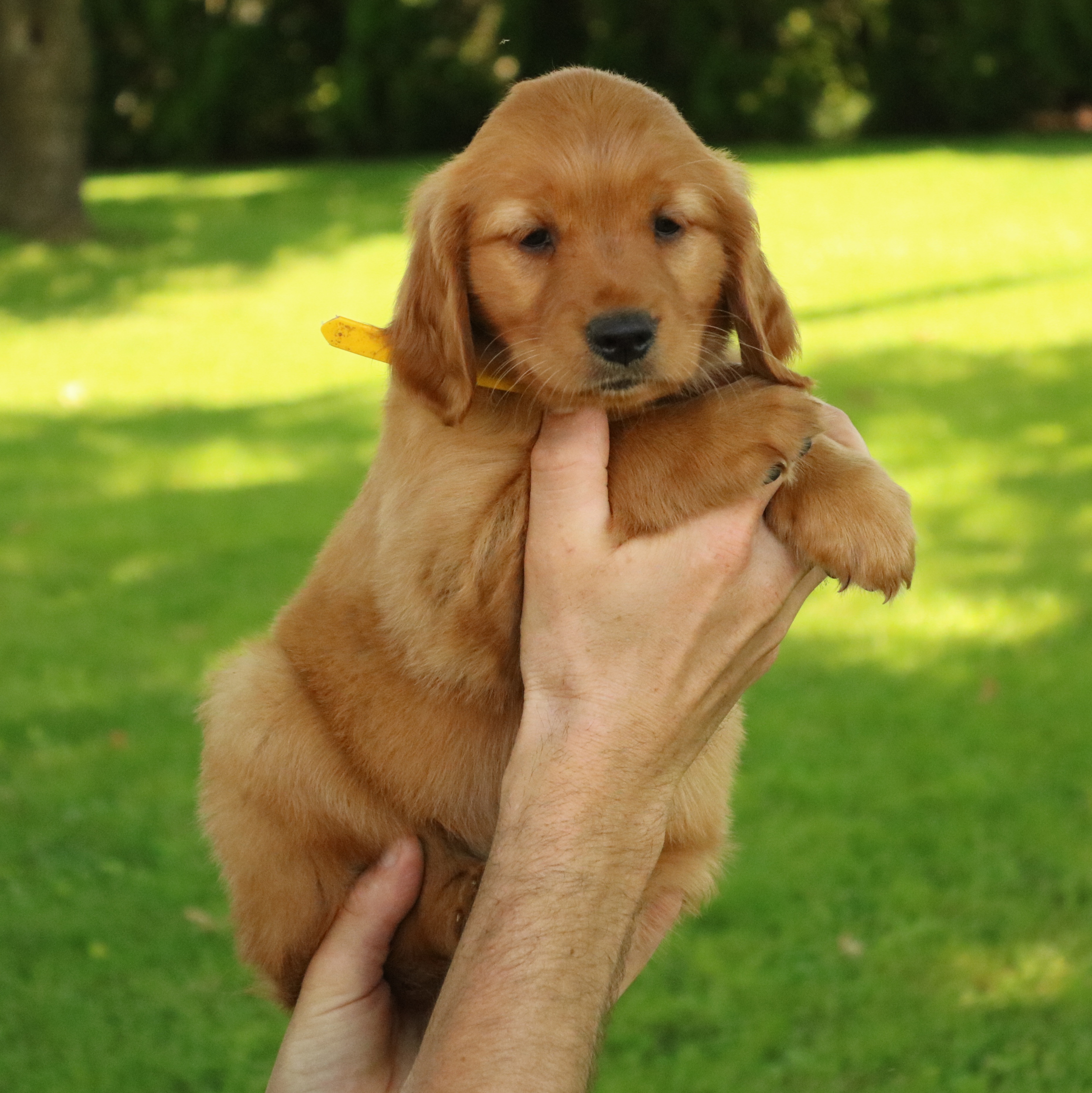 puppy, for, sale, Mini Golden Retriever, Ivan J. Stoltzfus, dog, breeder, Gordonville, PA, dog-breeder, puppy-for-sale, forsale, nearby, find, puppyfind, locator, puppylocator, aca